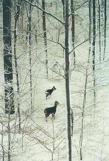 Winter in Northern Michigan: D-155