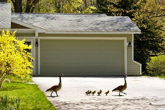 The Walk to Goose Park: G-221a