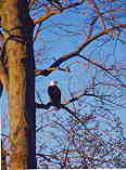 Bald Eagle: H-241