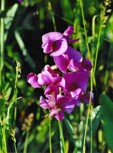 Wild Sweet Pea: I-536