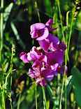 Wild Sweet Pea: I-536