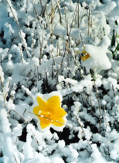 Unexpected Snowfall: J-551