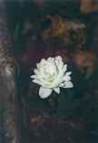 Bloodroot: M-297