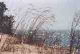 Beach Grass: N-306