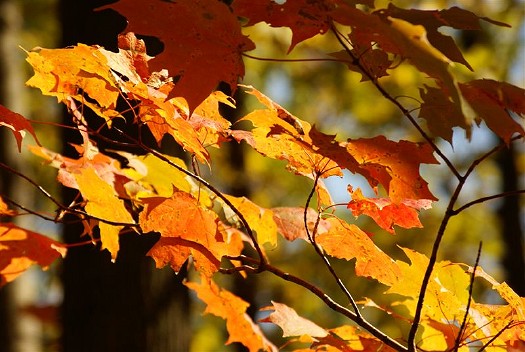 Autumn in the North: S-396