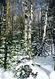 Winter in Northern Michigan: V-454