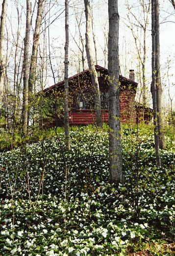 Hundreds of Trilliums: W-461
