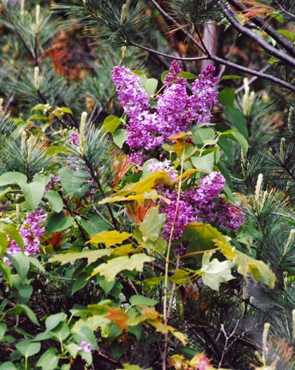 Hidden Lilacs: X-484